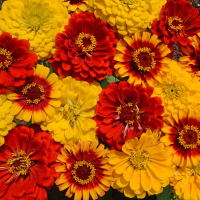South Of The Border Zinnia Mix