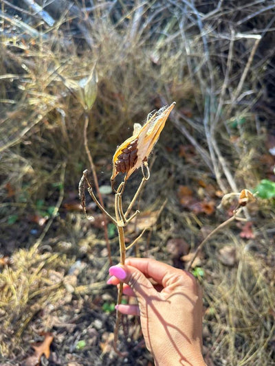 create habitat for Monarchs by planting milkweed