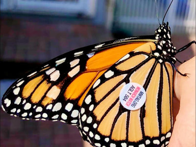 This is a long shot but if anyone happens to see a butterfly with the Tag number 584