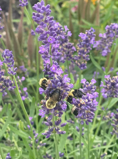 Capturing a photo of bumblebee collecting pollin is such a gift. 🐝💜🐝💜🐝