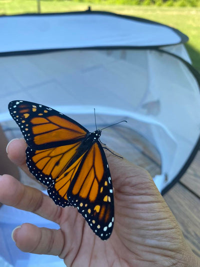 If anyone is looking for Milkweed and other plants monarchs eat to help fuel