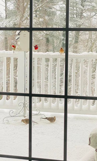 I love it when our feathered friends stop by for a bit of birdseed to eat.